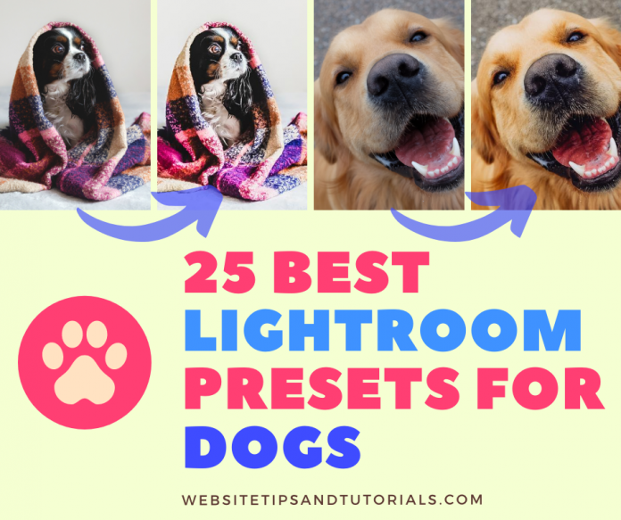 25 Best Lightroom Presets for Dogs site Tips and Tutorials